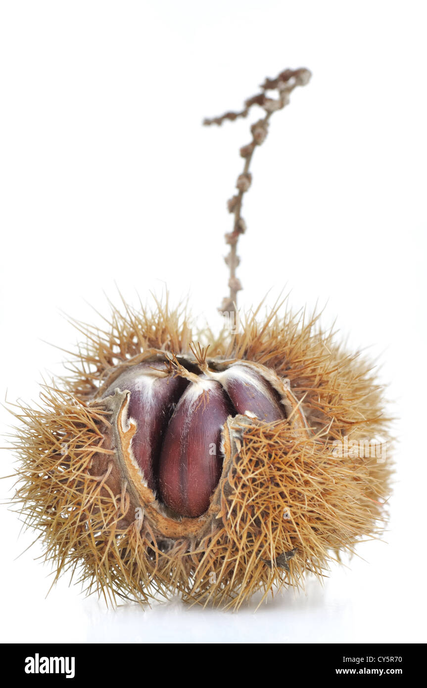 chestnut in husk on white background Stock Photo