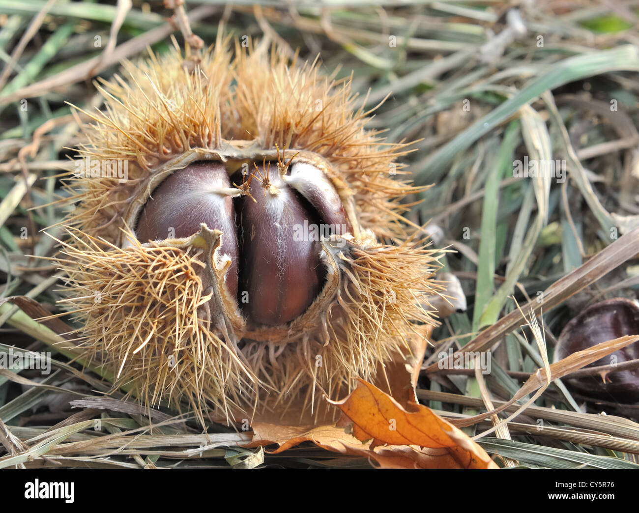 chestnuts in the open husk on the ground Stock Photo