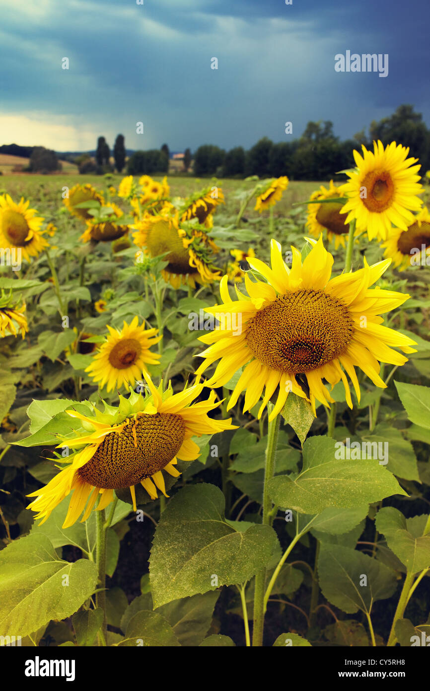 Field of sunflowers in Tuscany before the storm Stock Photo - Alamy