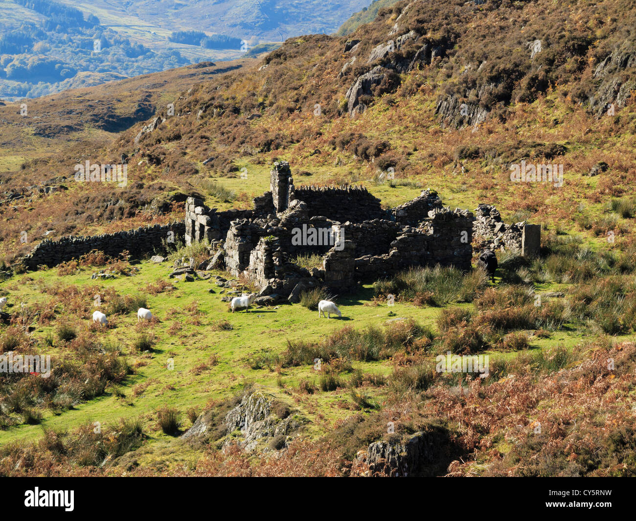 Derelict building from disused mine workings in Snowdonia National Park above Nantgwynant, Gwynedd, North Wales, UK, Britain Stock Photo