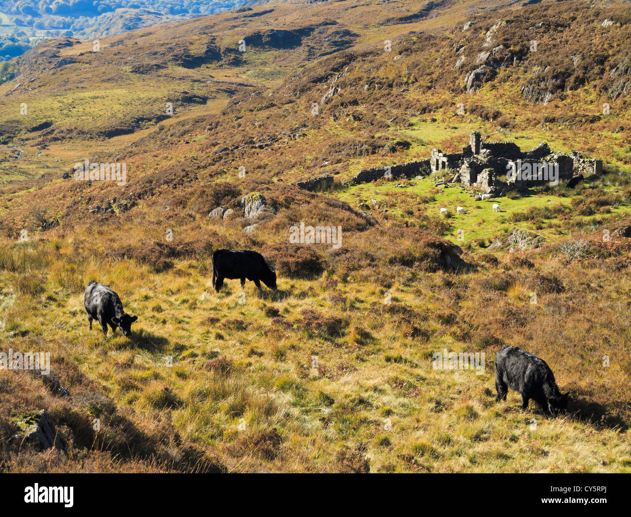 Freerange Welsh Black cattle grazing to improve biodiversity on hills in Snowdonia National Park, Gwynedd, North Wales, UK Stock Photo