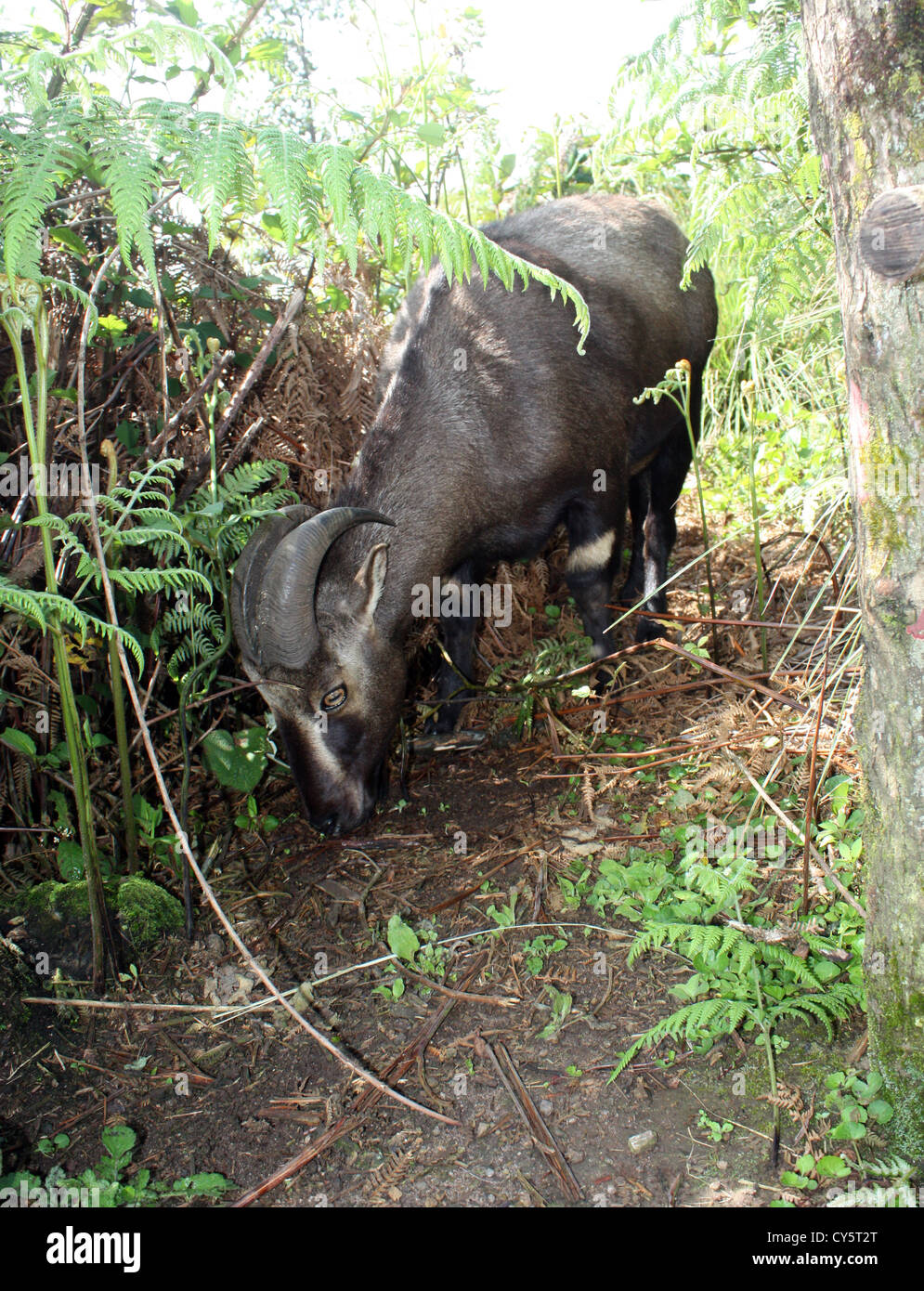 A Nilgiri tahr , a mountain goat in Thekkady wild life sanctuary Stock Photo