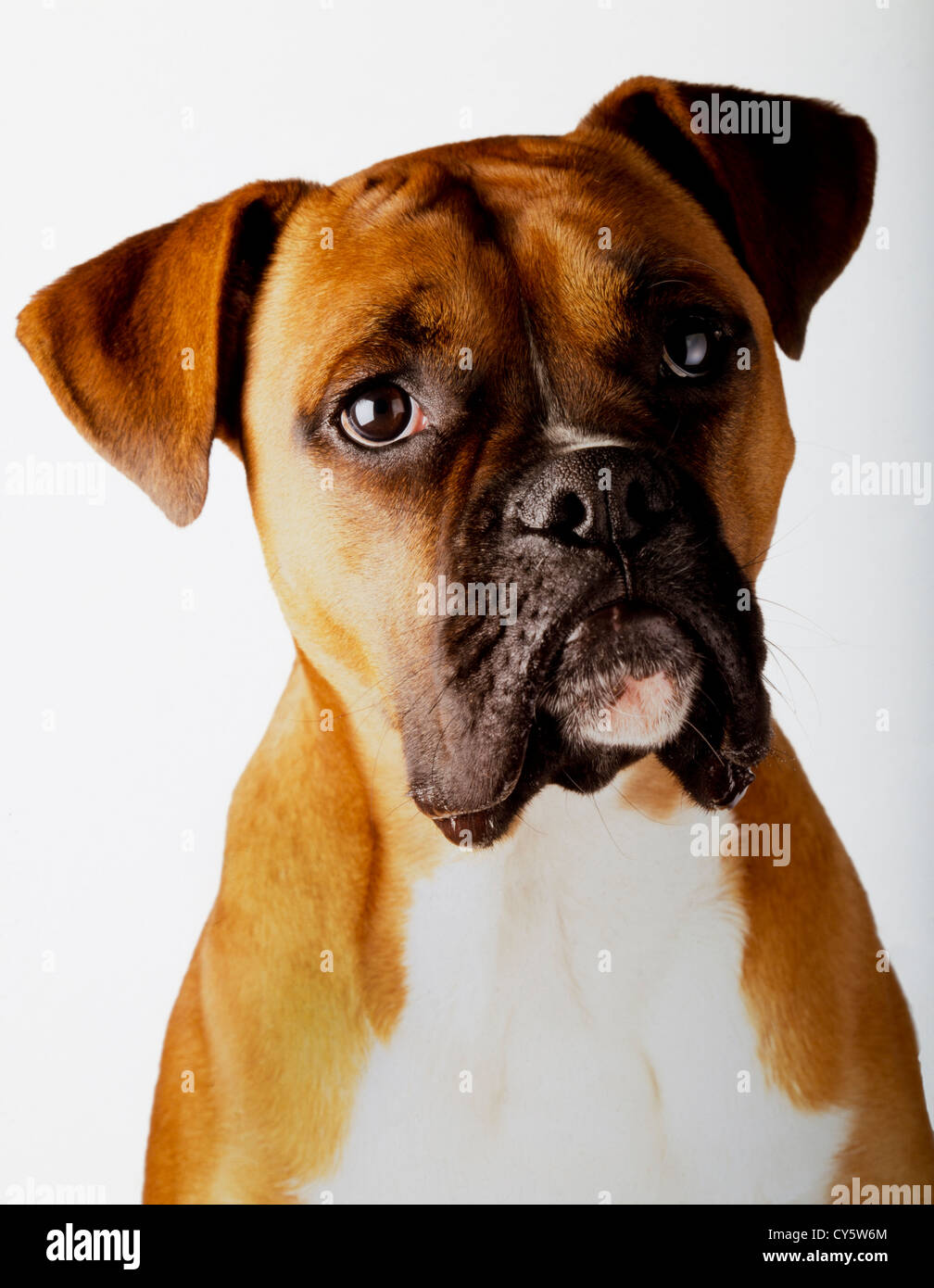 BOXER DOG Stock Photo