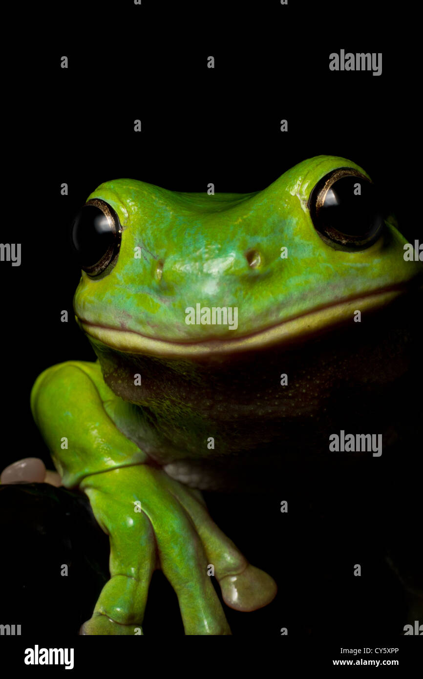 A curious Australian green tree frog look over a ledge on black. Stock Photo