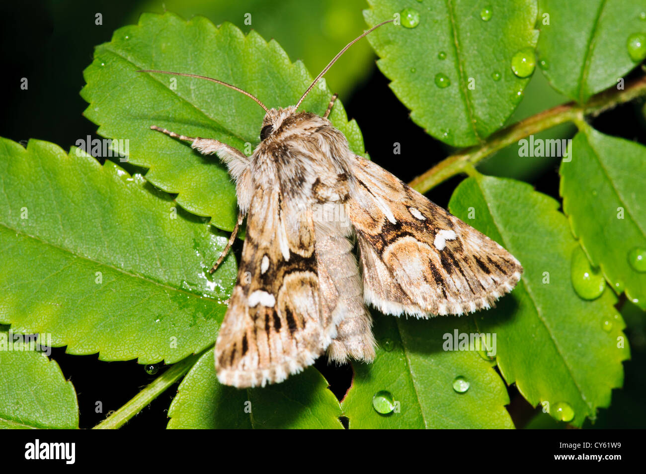 An adult toadflax brocade moth (Calophasia lunula) resting on wet rose leaves in a garden in Belvedere, Kent. may. Stock Photo