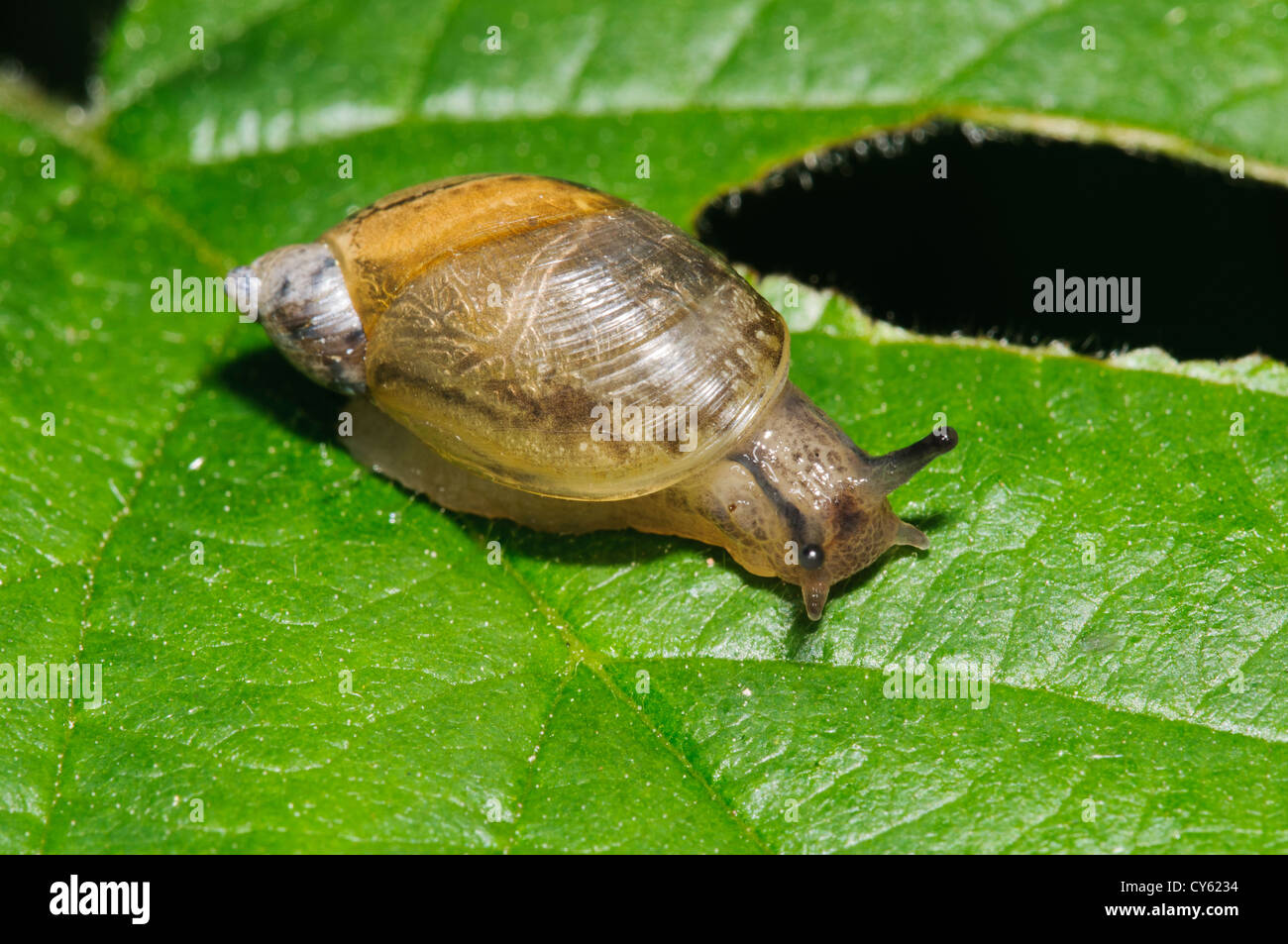 An amber snail (Succinea putris) on a partially eaten leaf at Priory Water nature Reserve, Leicestershire. may. Stock Photo