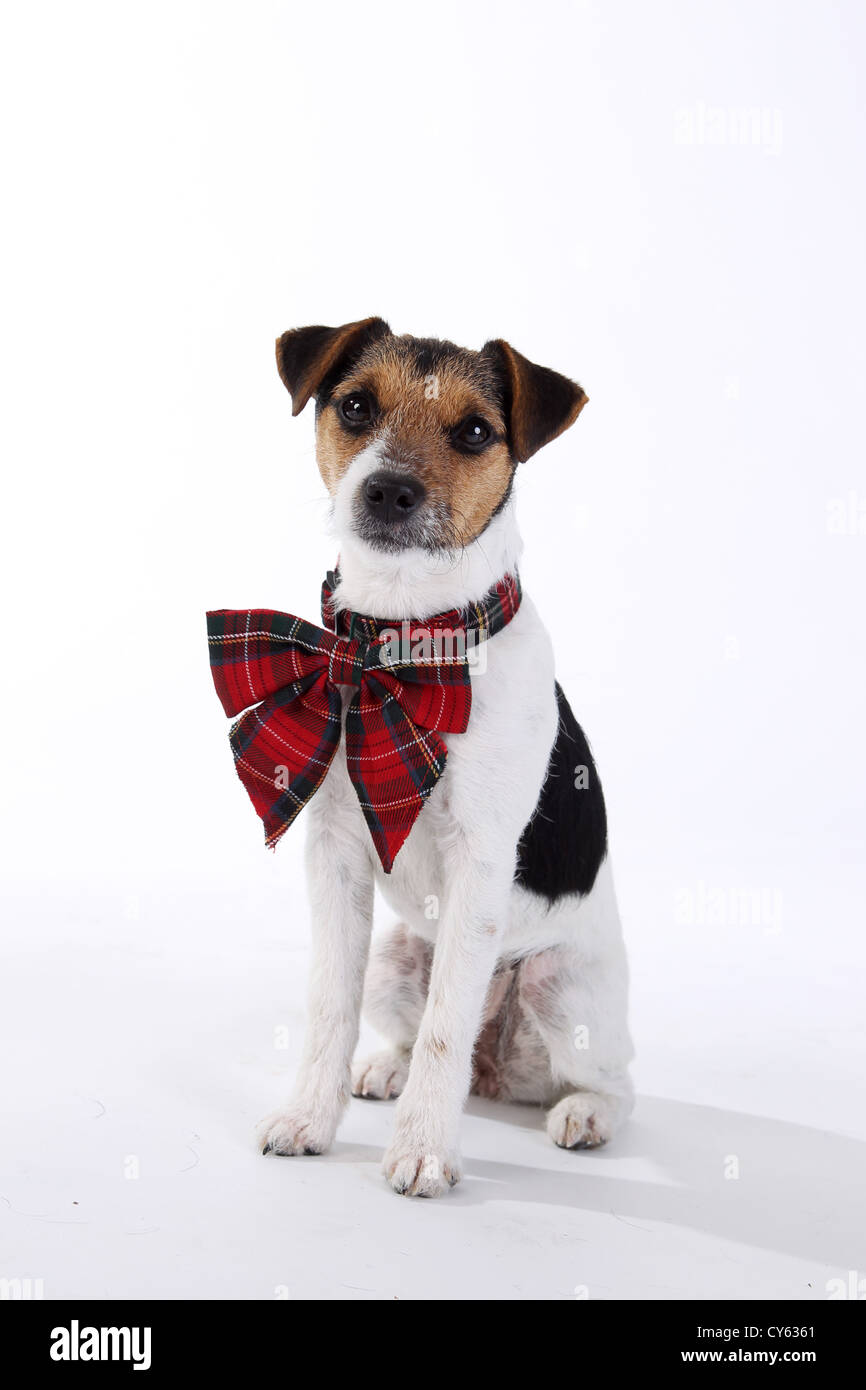 Jack Russell Terrier Stock Photo Alamy