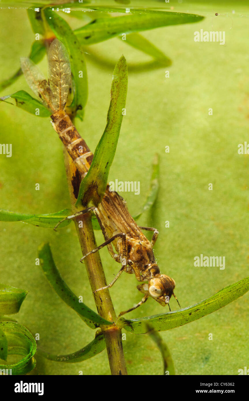 The larva of a blue-tailed damselfly (Ischnura elegans) clinging to pondweed at Priory Water Nature Reserve Stock Photo