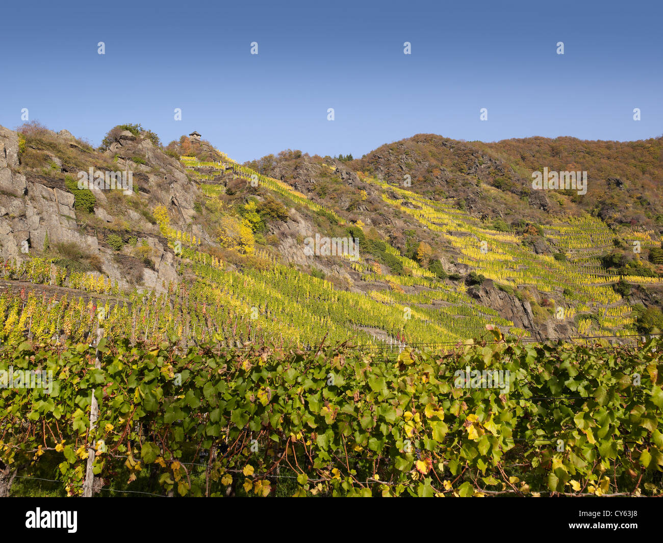 In  the vineyards of the  romantic village Mayschoß,Ahr valley,Eifel,Rhineland-Palatine,Germany Stock Photo