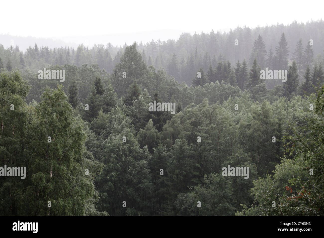 Pouring rain on green trees hi-res stock photography and images - Alamy
