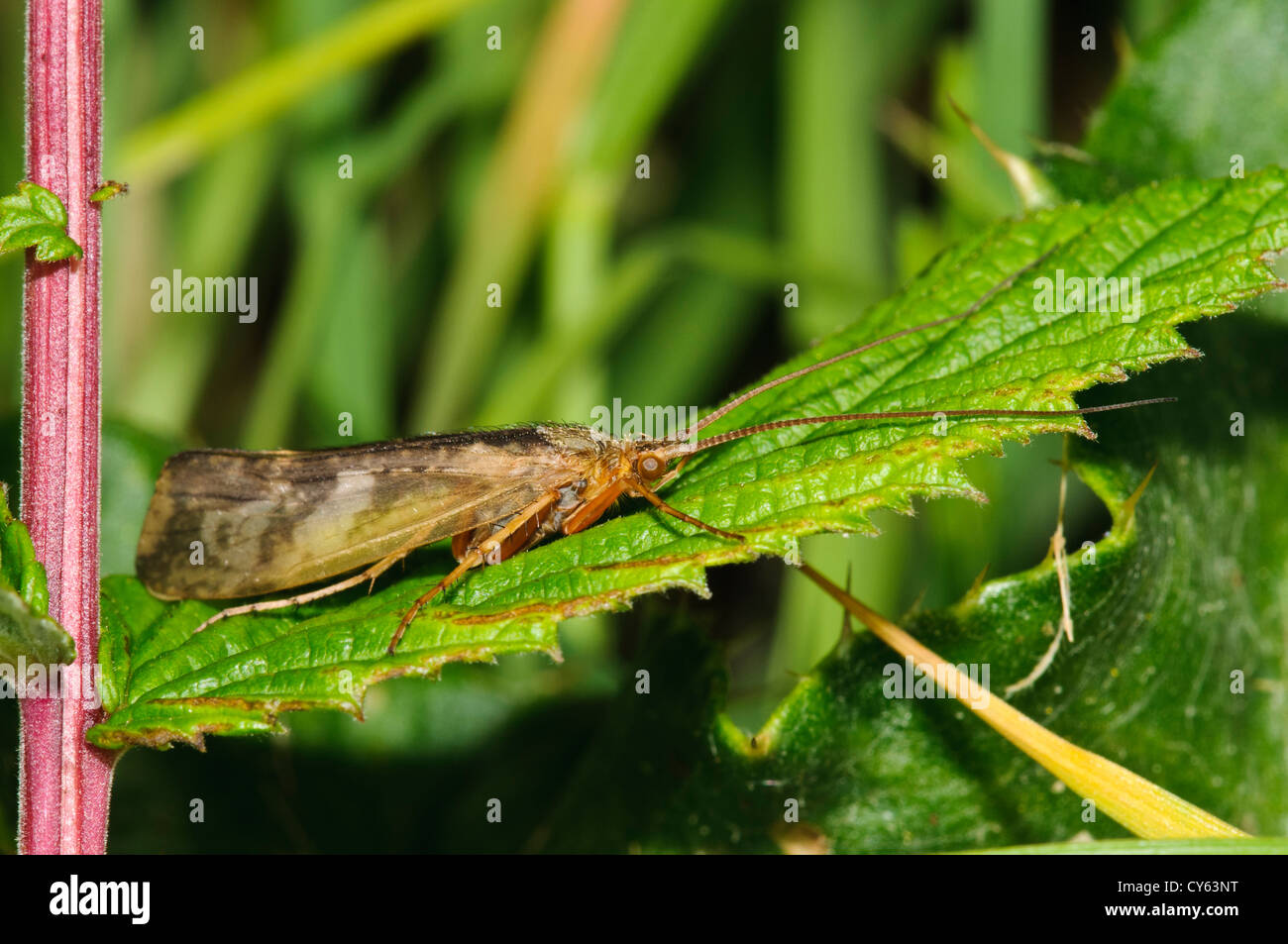 Caddis fly hires stock photography and images Alamy