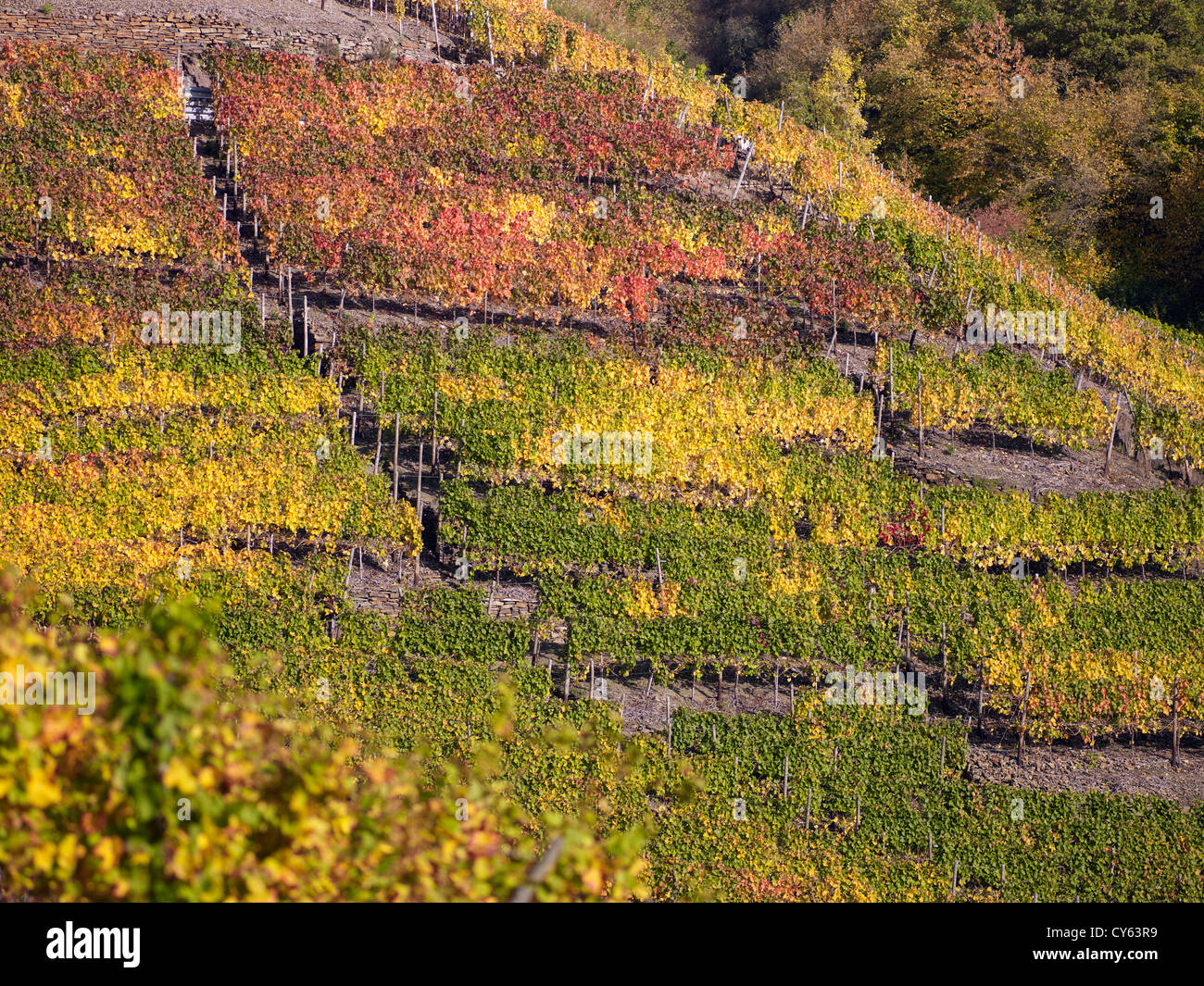In the vineyards of the romantic village Mayschoß,Ahr valley,Eifel ...