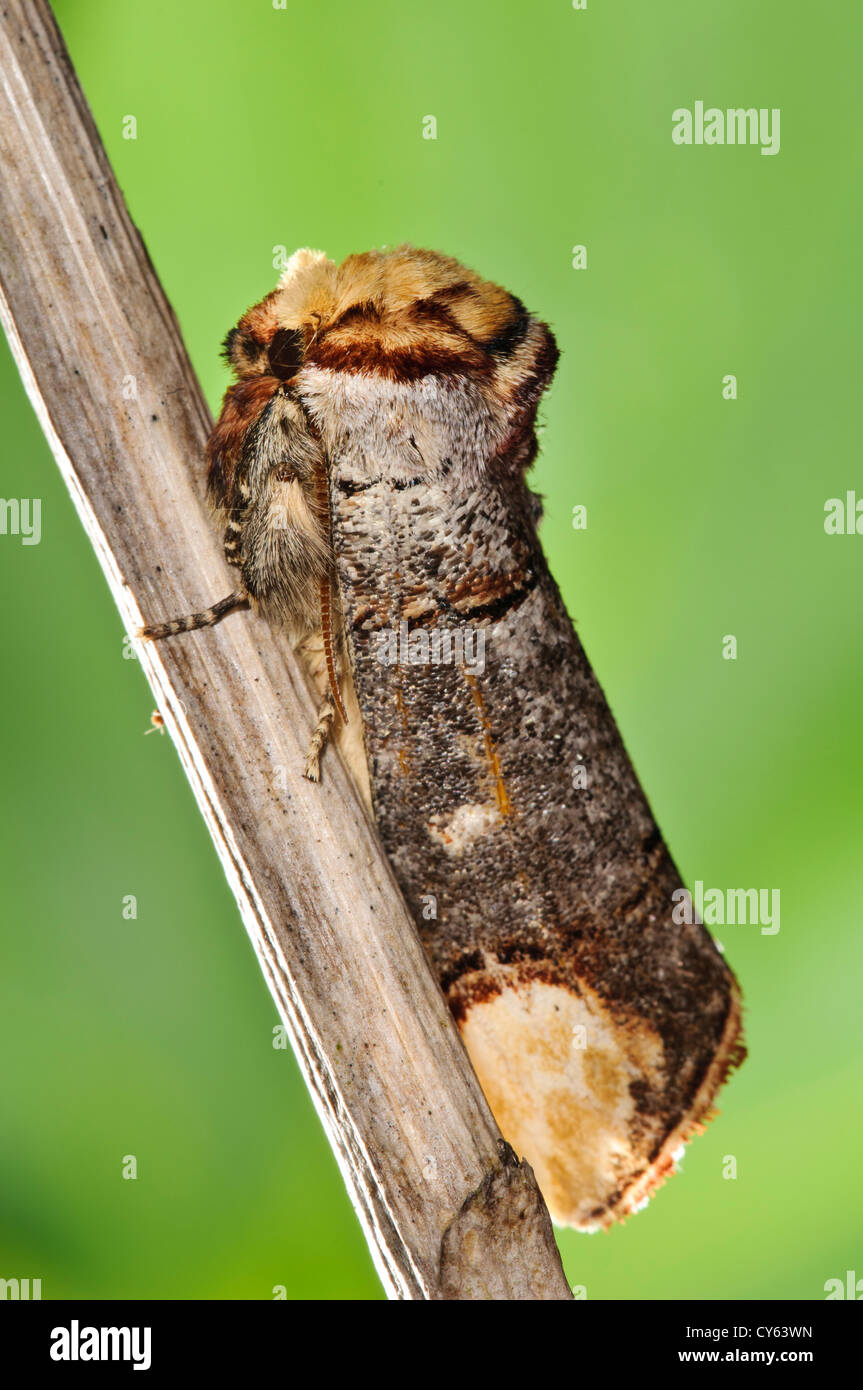A buff-tip moth (Phalera bucephala) on a reed stem at Priory Water Nature Reserve, Leicestershire. may. Stock Photo
