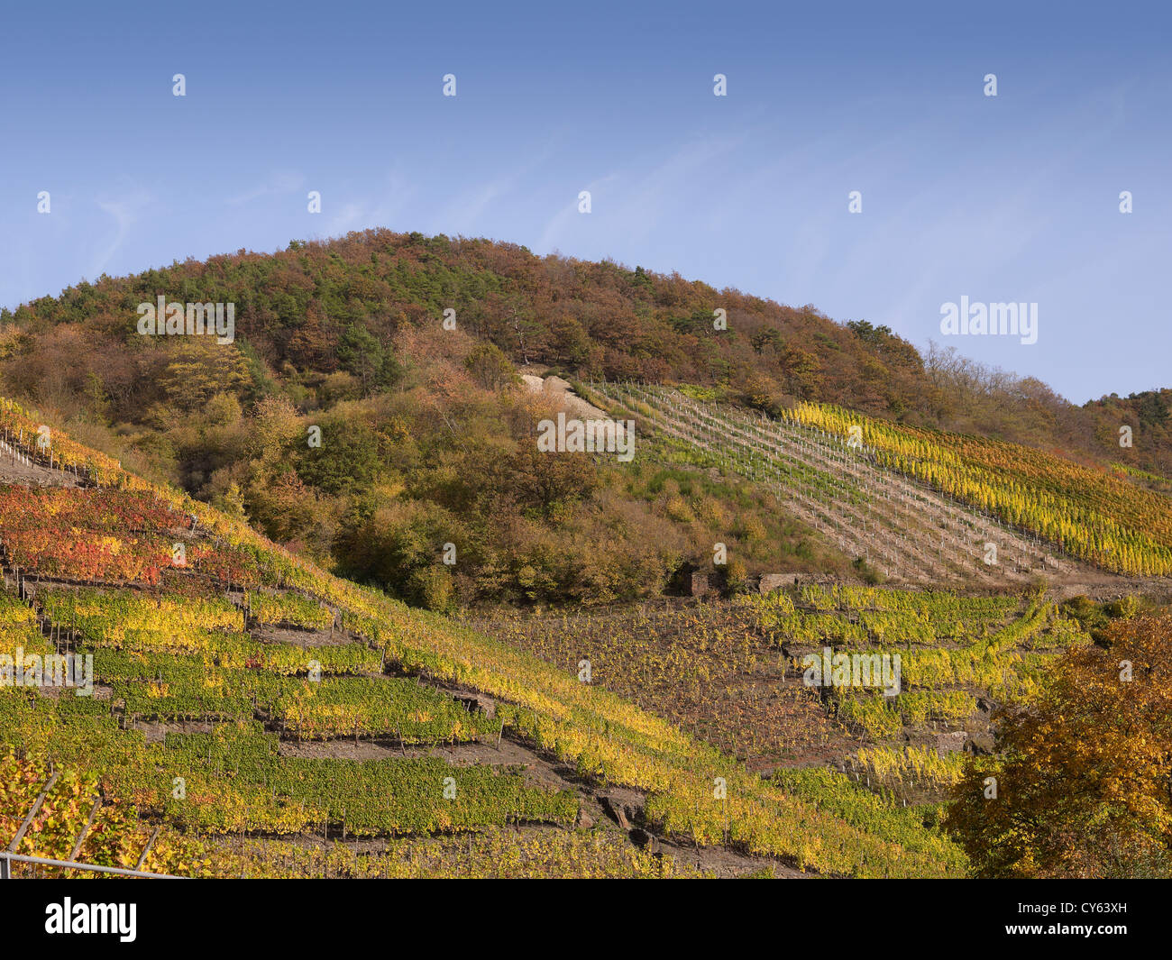 In the vineyards of the romantic village Mayschoß,Ahr valley,Eifel ...