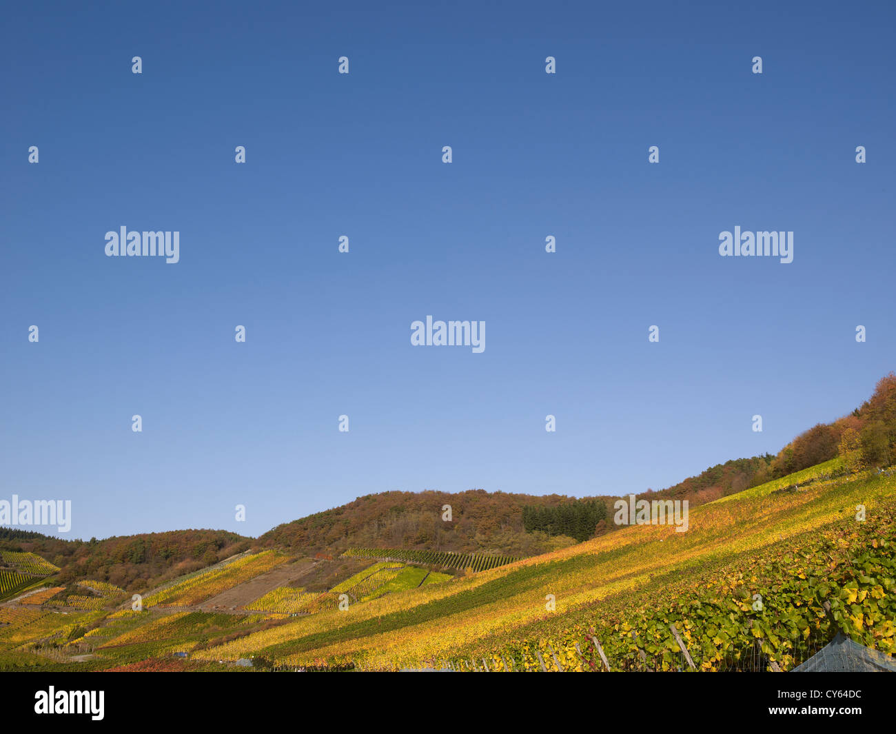 In  the vineyards of the  romantic village Mayschoß,Ahr valley,Eifel,Rhineland-Palatine,Germany Stock Photo