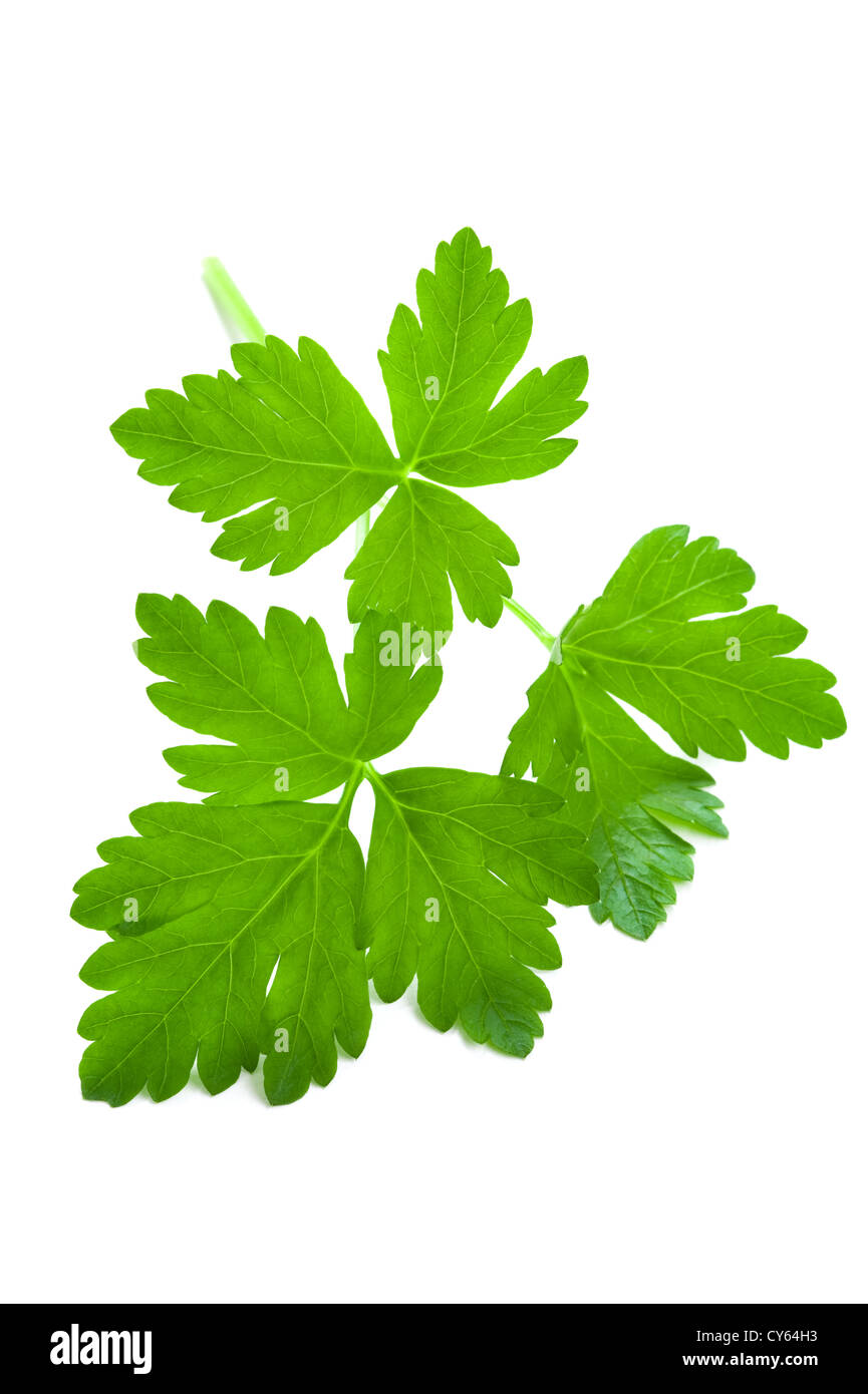 fresh flat leaf parsley leaves, garnish close up isolated on white background Stock Photo