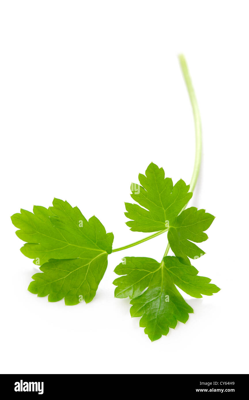 https://c8.alamy.com/comp/CY64H9/flat-leaf-parsley-herb-sprig-garnish-close-up-isolated-on-white-background-CY64H9.jpg