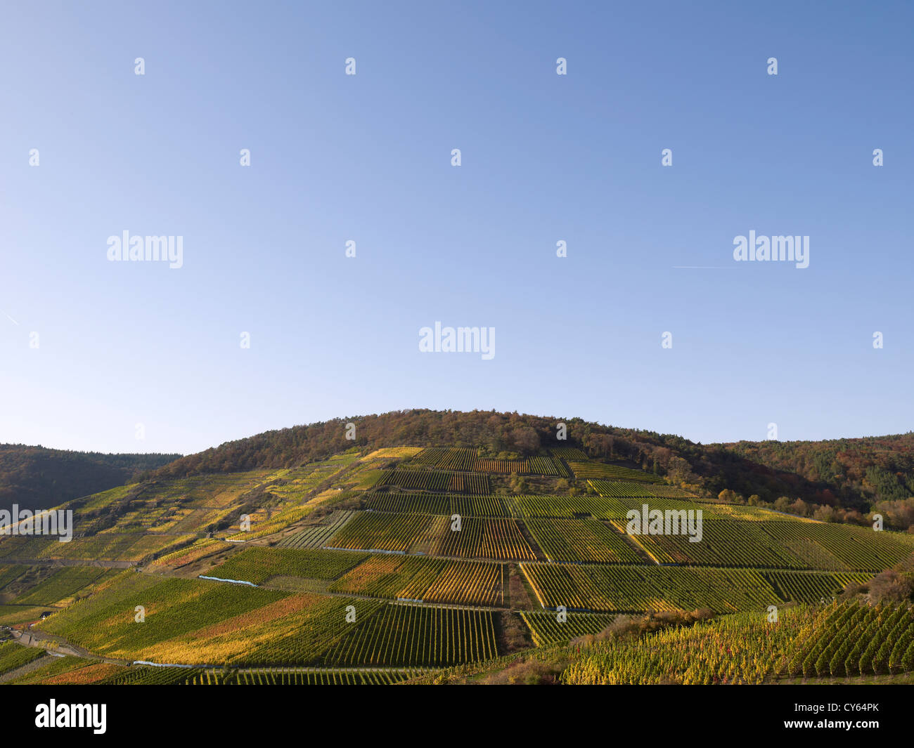 In  the vineyards of the  romantic village Mayschoß,Ahr valley,Eifel,Rhineland-Palatine,Germany Stock Photo