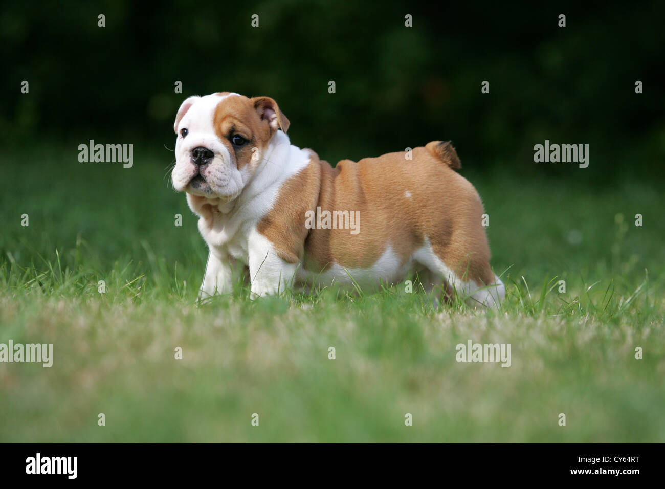 english-bulldog-puppy-stock-photo-alamy