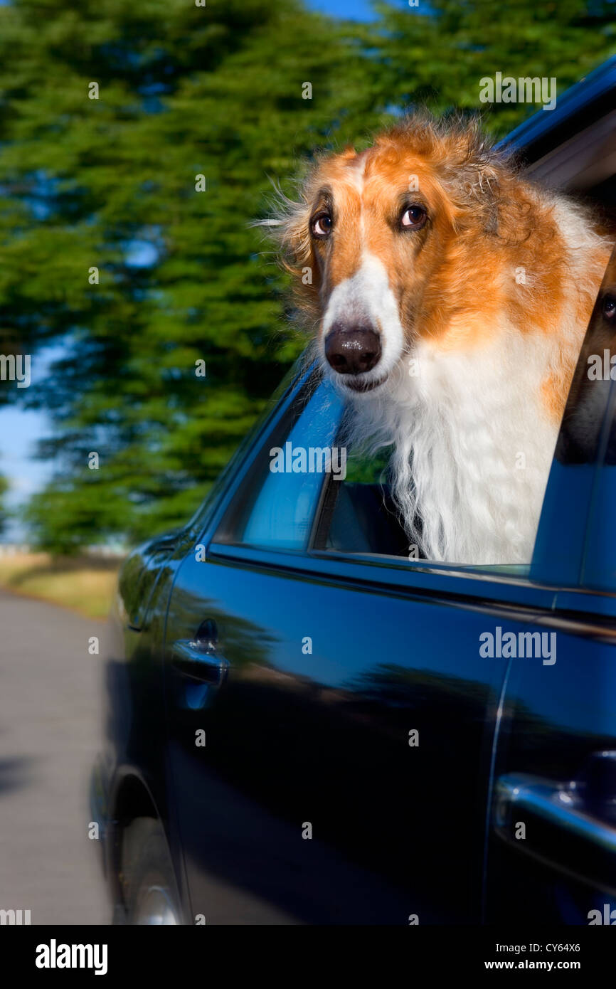Borzoi dog looking out of car window Stock Photo