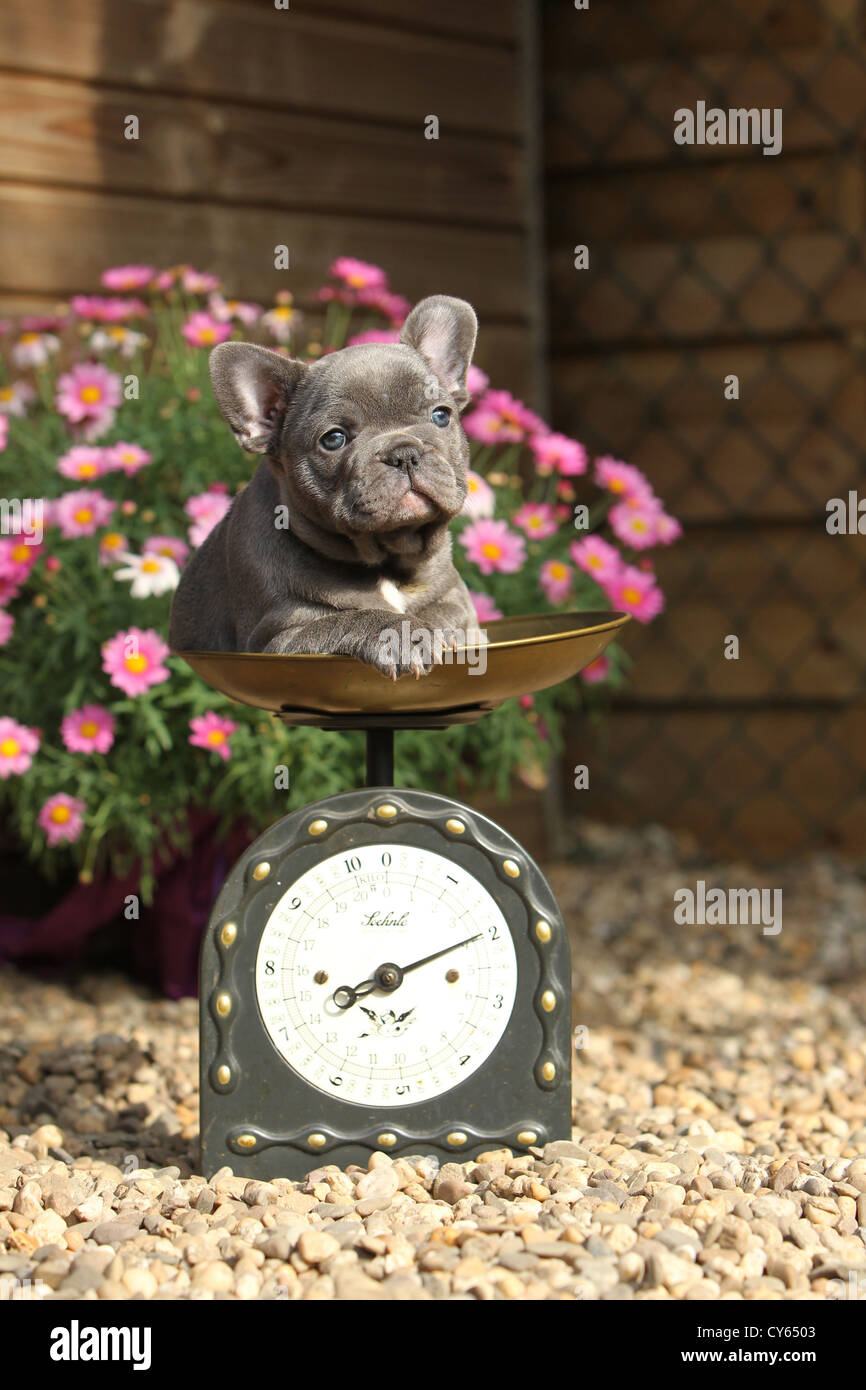 Puppy weighing scales hi-res stock photography and images - Alamy