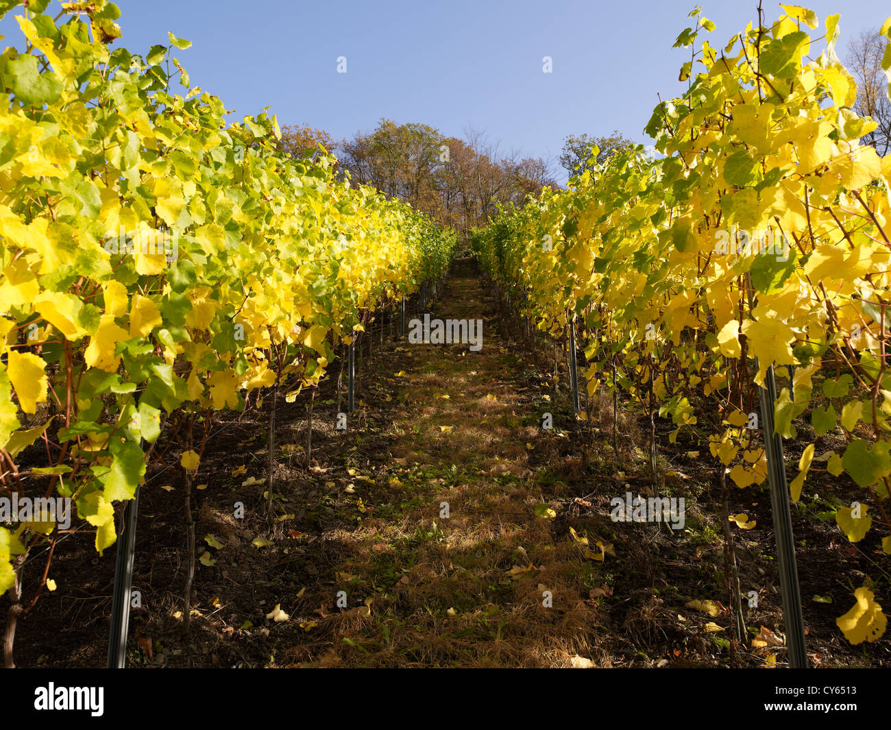 In the vineyards of the romantic village Mayschoß,Ahr valley,Eifel ...