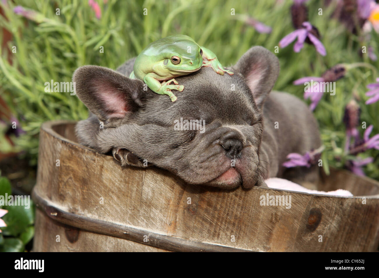 Puppy and frog Stock Photo Alamy