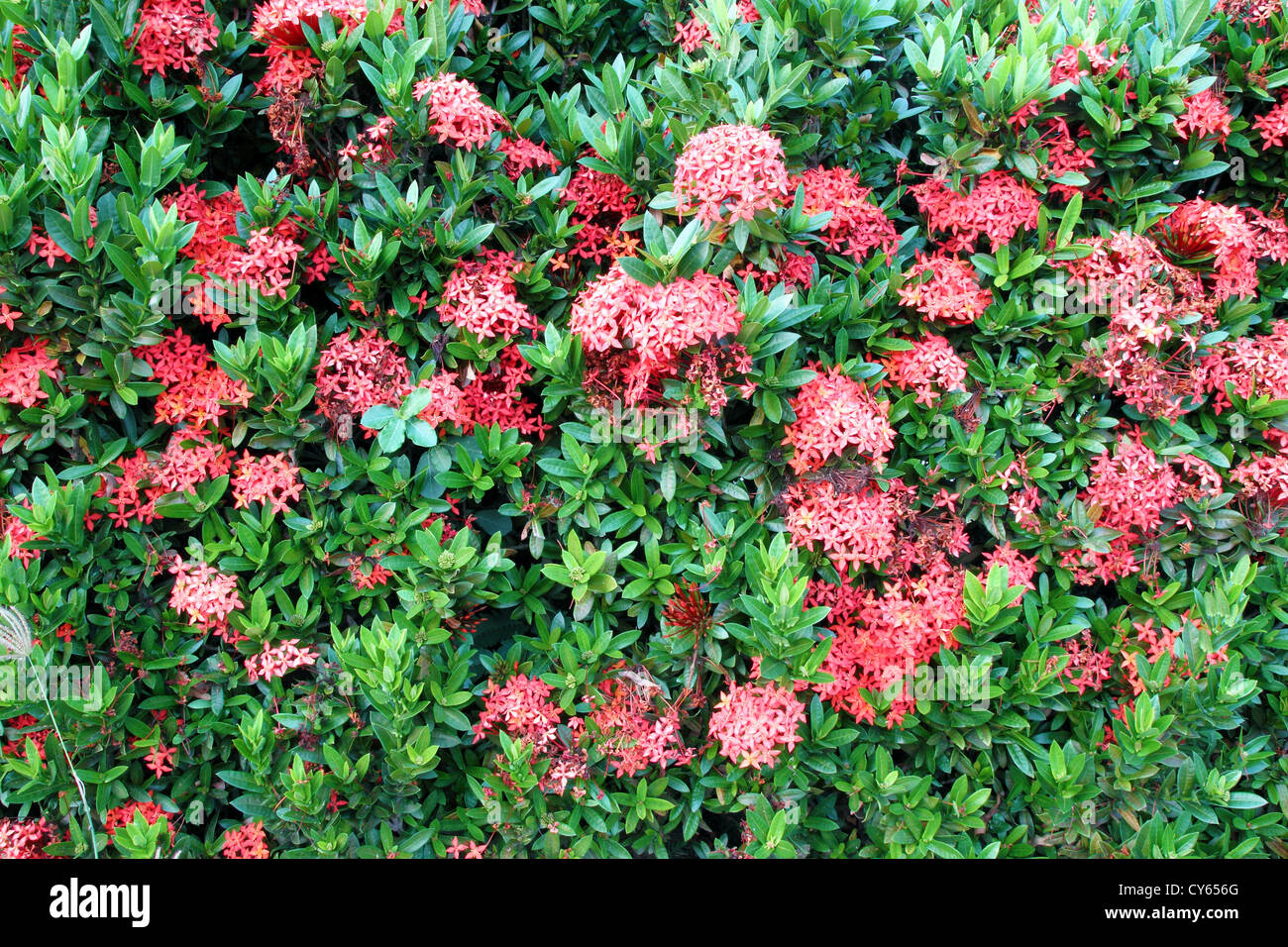red Ixora coccinea (or Jungle Geranium, Flame of the Woods, and Jungle Flame) Stock Photo
