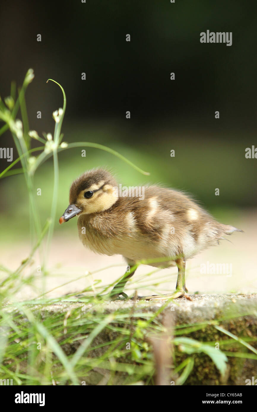 Juvenile mandarin duck aix galericulata hires stock photography and