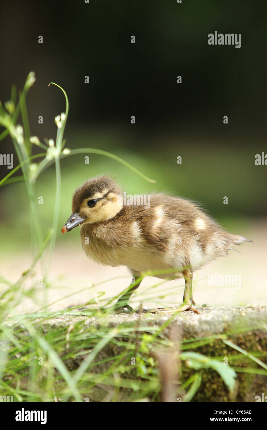 young Mandarin duck Stock Photo