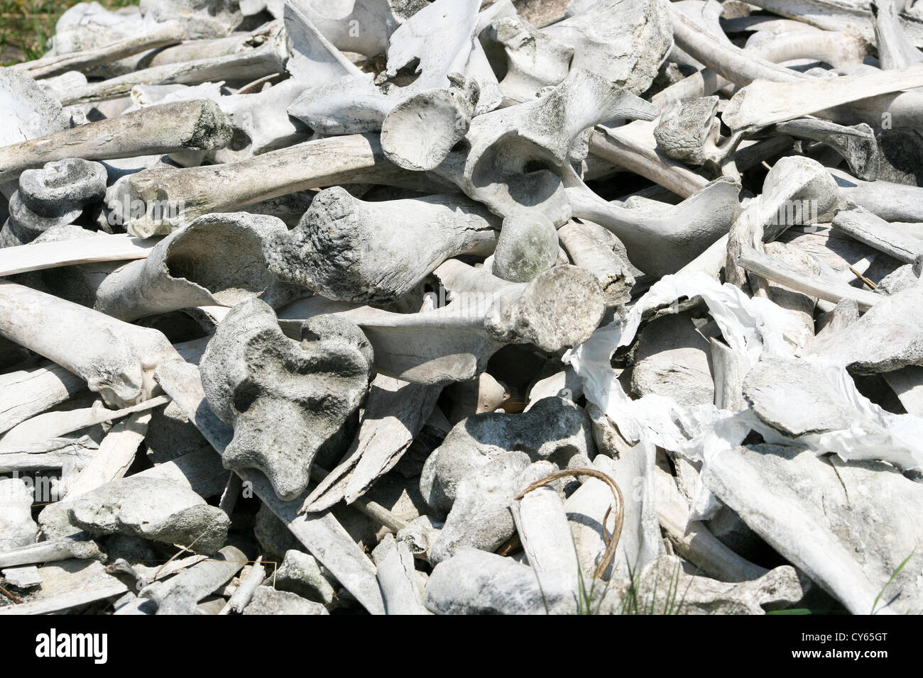 American Bison and White Tailed Deer bones being bleached by the sun in spring in Winnipeg, Manitoba, Canada Stock Photo