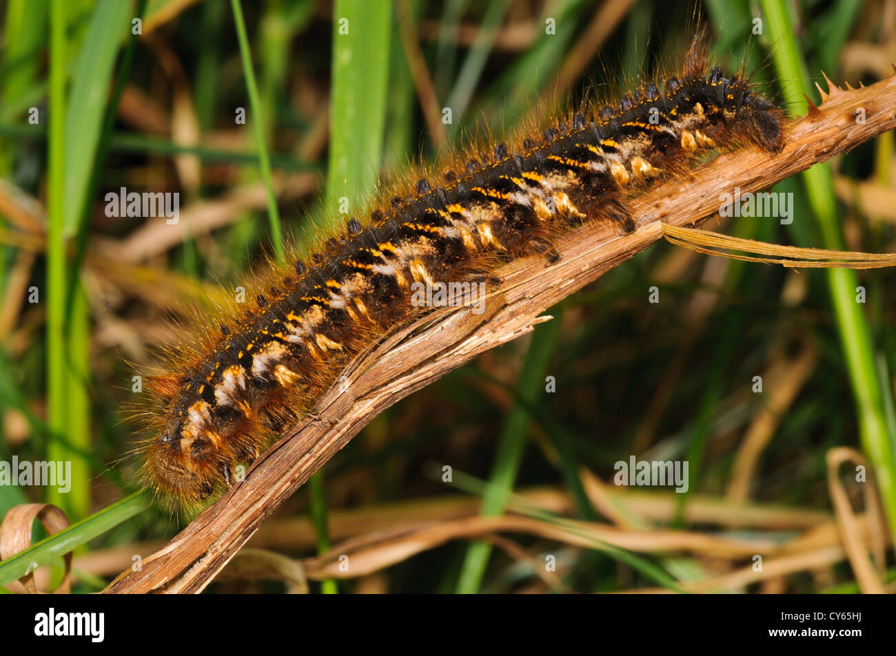 A drinker moth (Euthrix potatoria) caterpillar on a dead bramble stem at Priory Water Nature Reserve, Leicestershire. may. Stock Photo