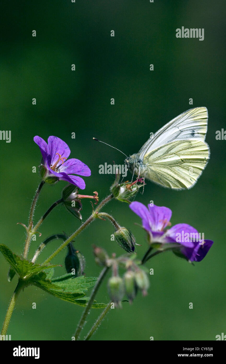 Green-veined white butterfly (Pieris napi) Stock Photo