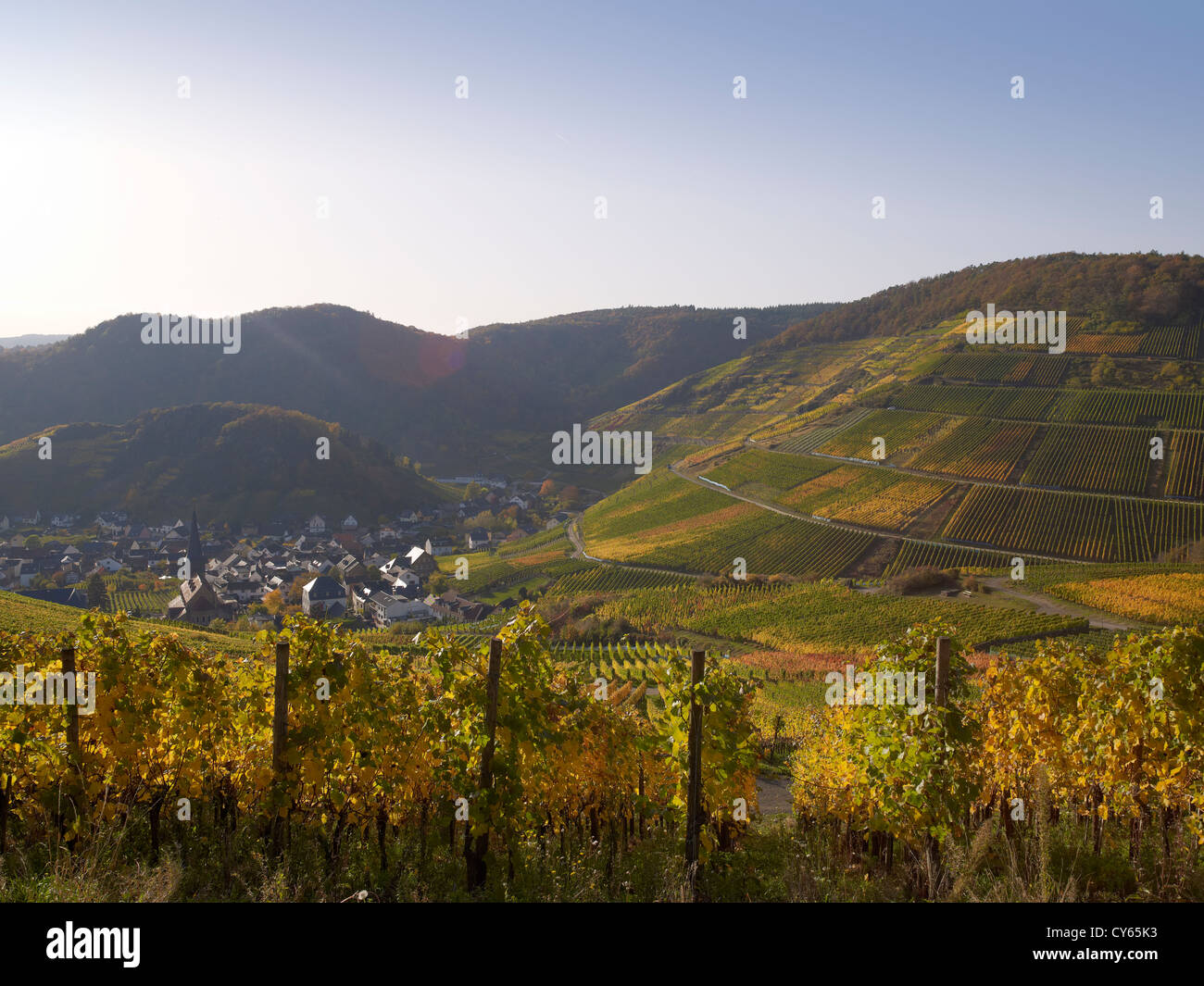 In  the vineyards of the  romantic village Mayschoß,Ahr valley,Eifel,Rhineland-Palatine,Germany Stock Photo