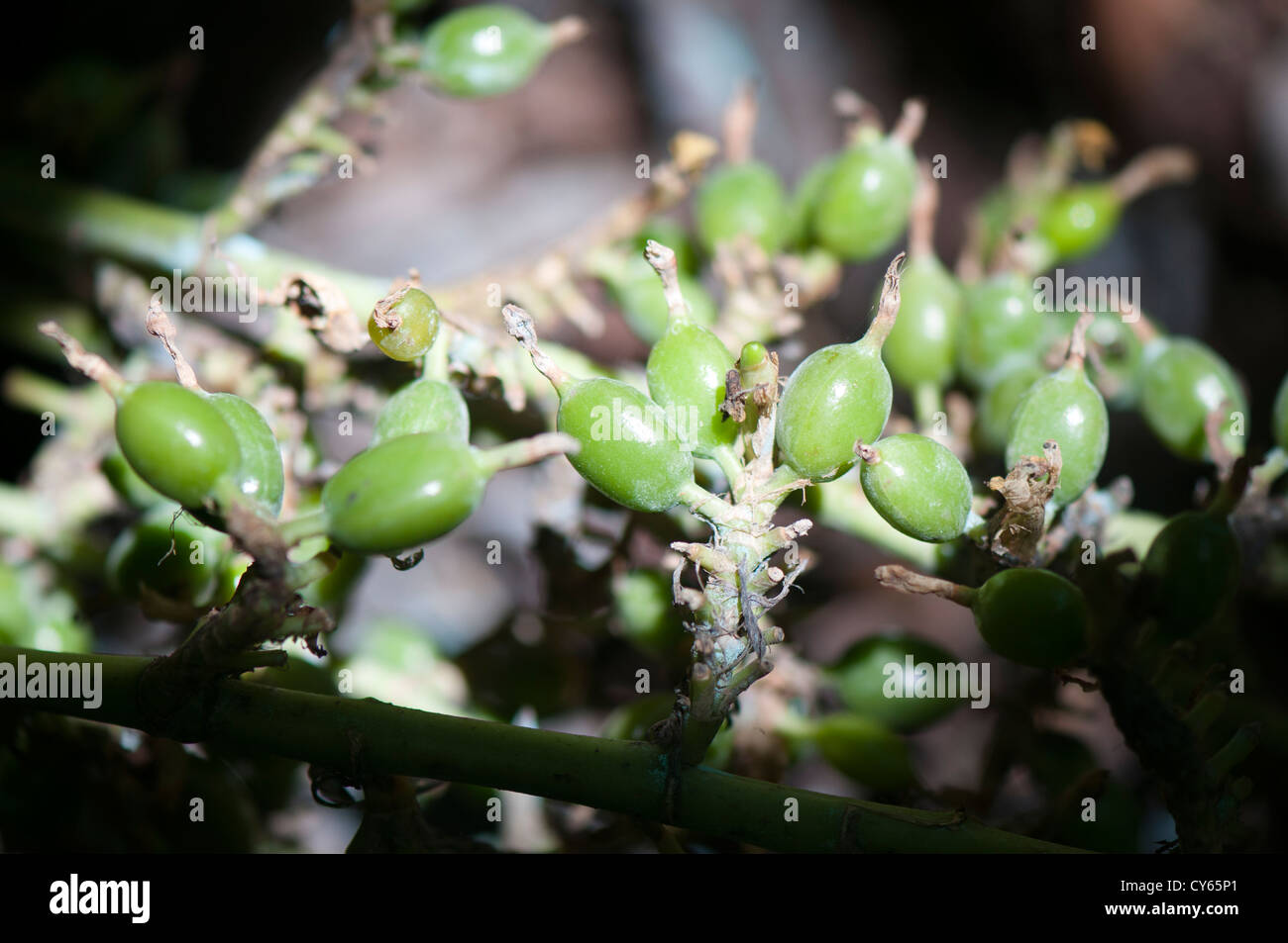 Cardamom Plant Stock Photos & Cardamom Plant Stock Images - Alamy