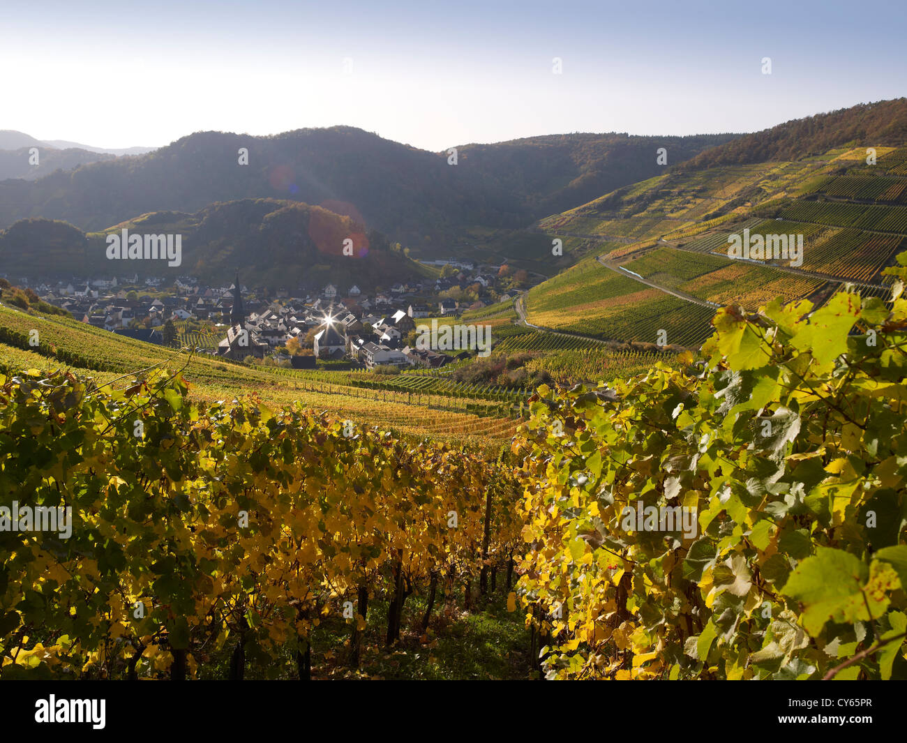 In the vineyards of the romantic village Mayschoß,Ahr valley,Eifel ...