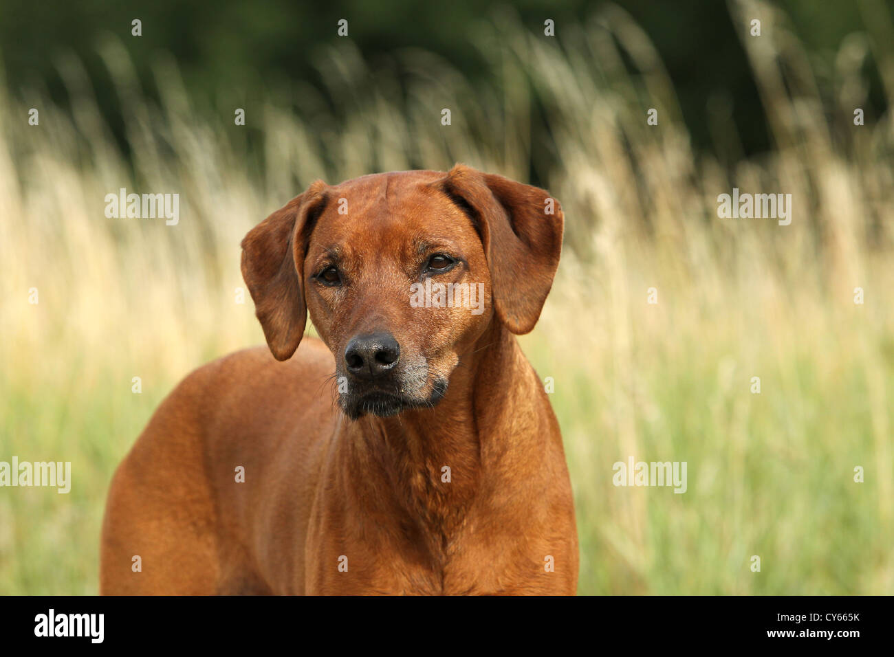 Rhodesian Ridgeback Portrait Stock Photo - Alamy