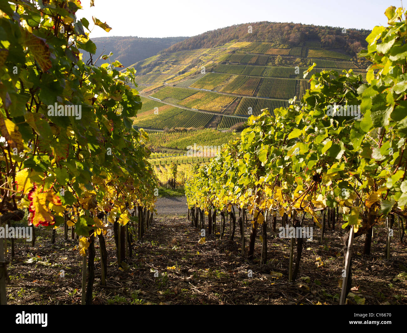 In the vineyards of the romantic village Mayschoß,Ahr valley,Eifel ...