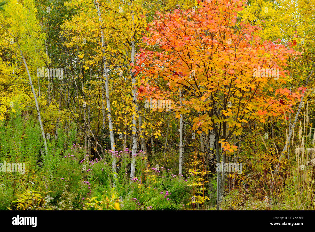 Birches and red maple in a naturalized yard, Greater Sudbury, Ontario, Canada Stock Photo