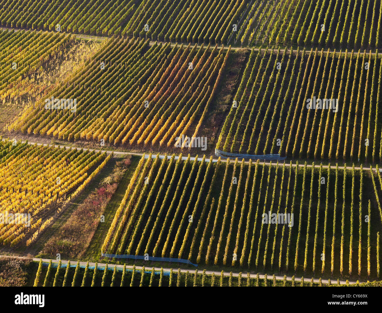 In  the vineyards of the  romantic village Mayschoß,Ahr valley,Eifel,Rhineland-Palatine,Germany Stock Photo