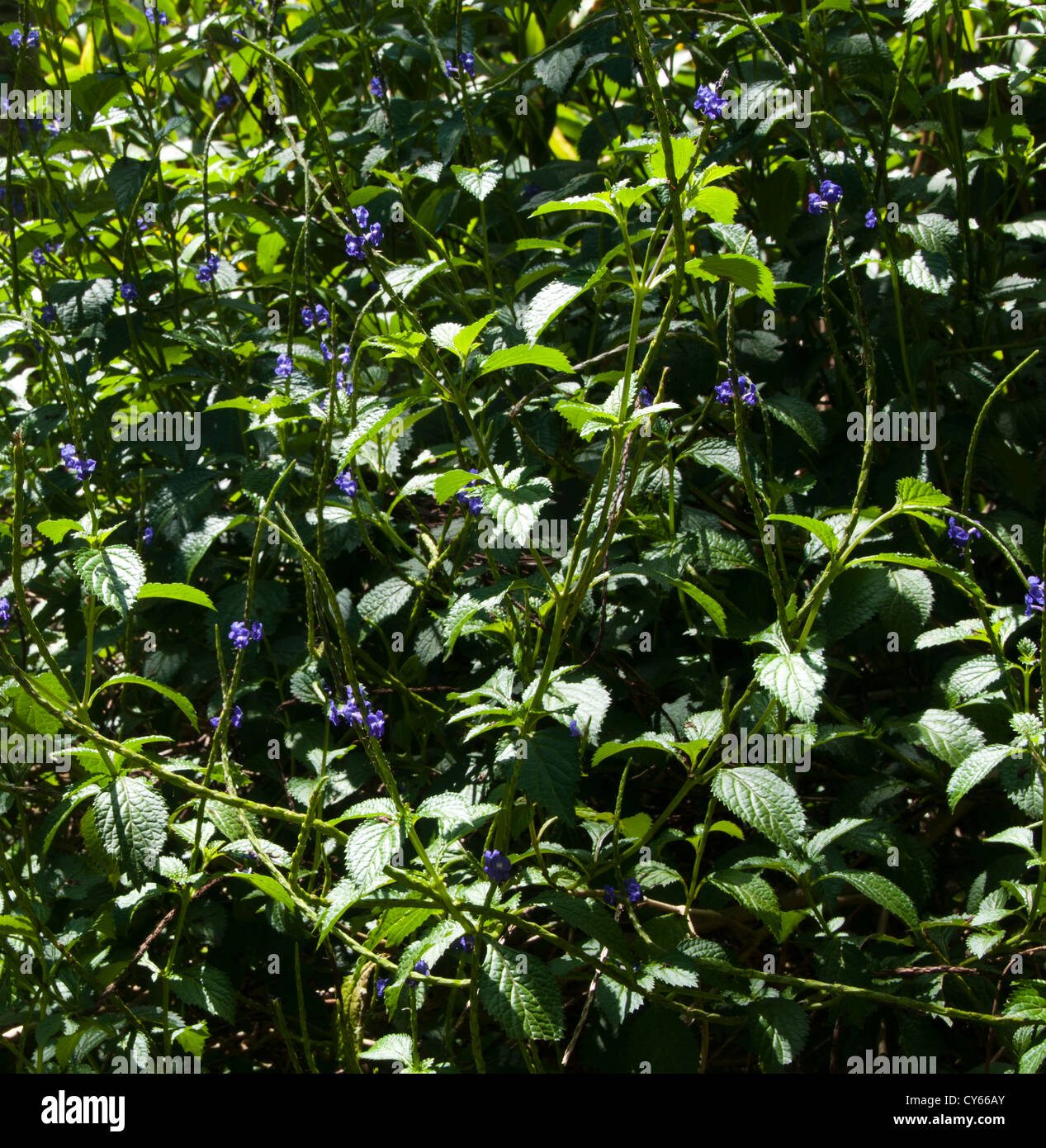 Stachytarpheta indica - blue porterweed Stock Photo