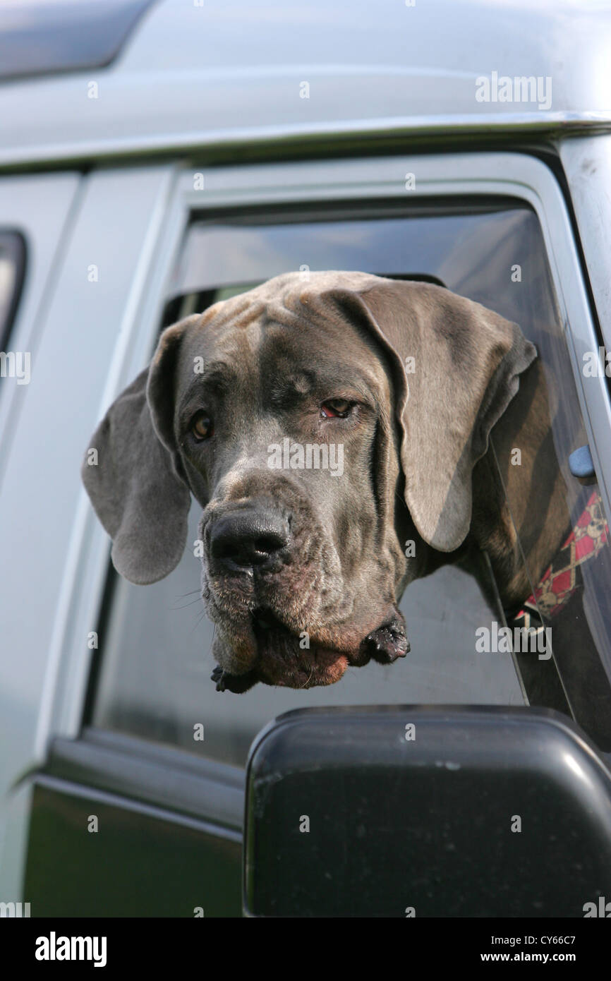 Great Dane in car Stock Photo Alamy