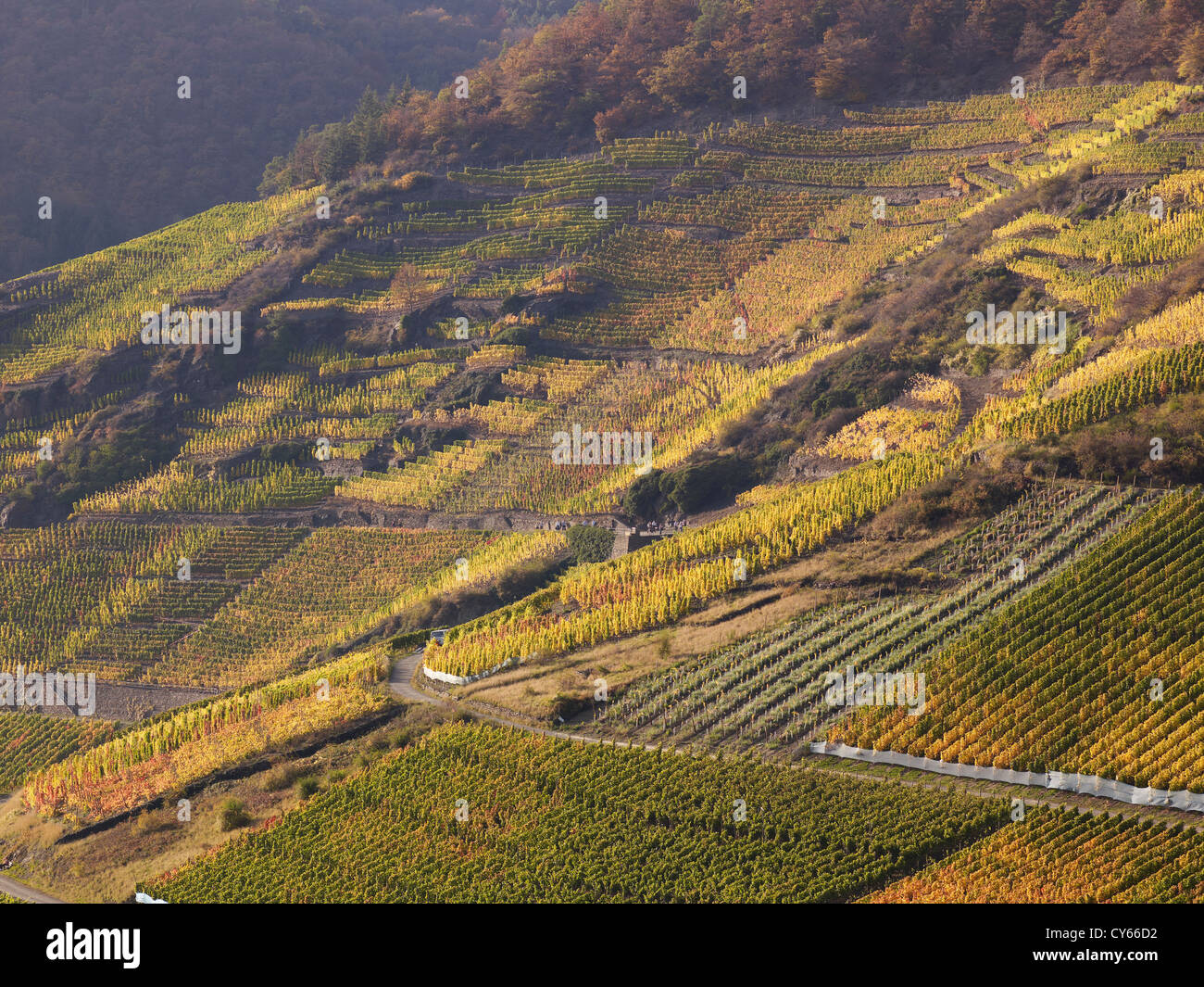 In  the vineyards of the  romantic village Mayschoß,Ahr valley,Eifel,Rhineland-Palatine,Germany Stock Photo
