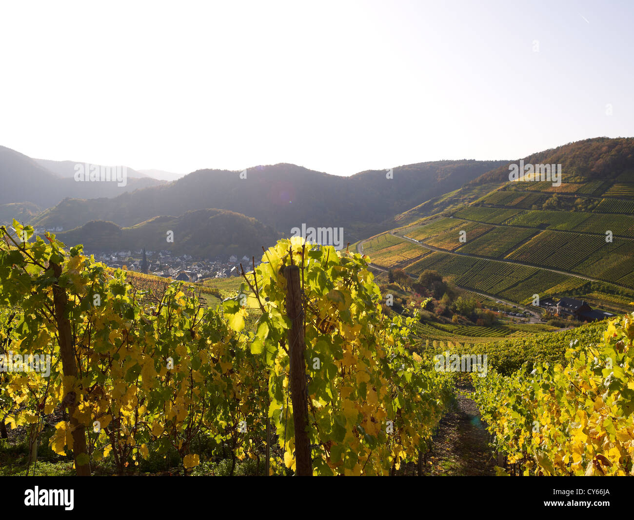 In the vineyards of the romantic village Mayschoß,Ahr valley,Eifel ...