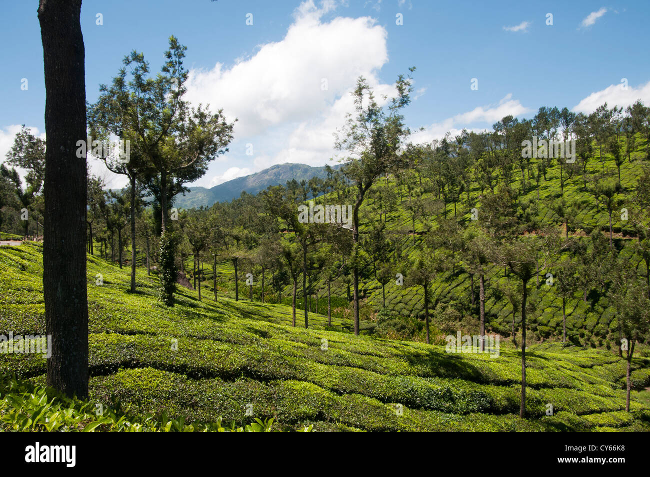 Munnar tea plantation on hills Stock Photo Alamy