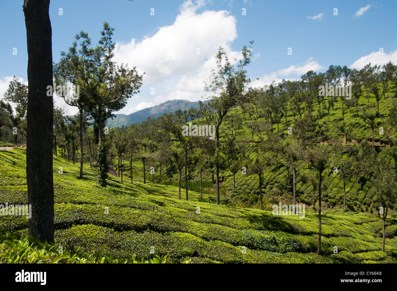 Munnar tea plantation on hills Stock Photo