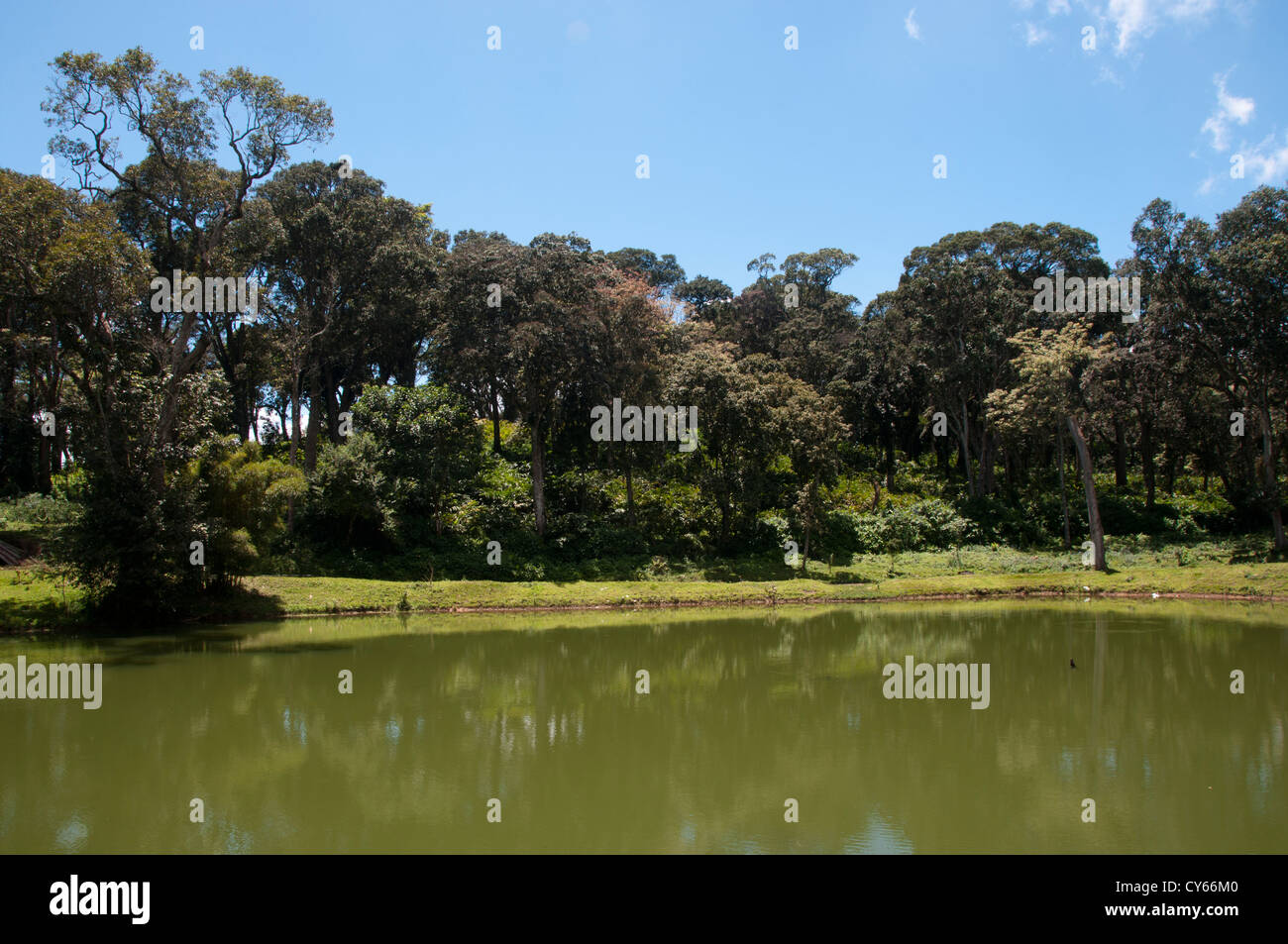Thick forest trees in kerala hi-res stock photography and images - Alamy