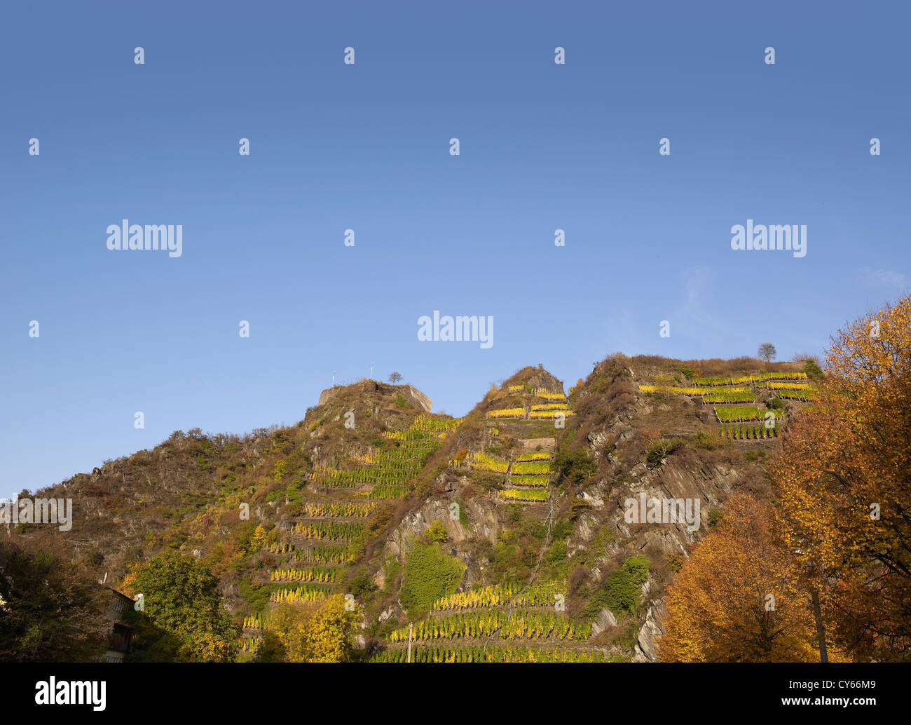 In  the vineyards of the  romantic village Mayschoß,Ahr valley,Eifel,Rhineland-Palatine,Germany Stock Photo