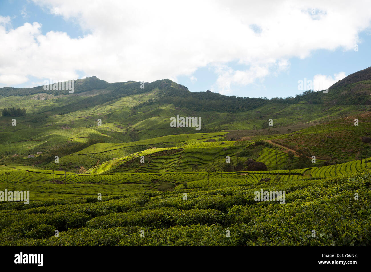 Munnar Tea Plantation Stock Photo