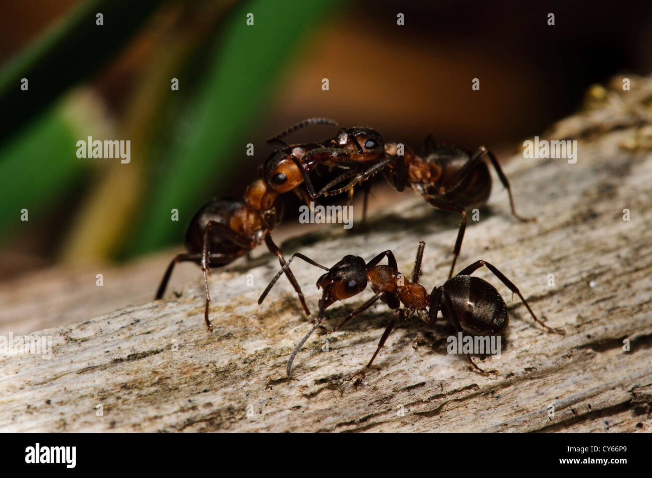 Wood ants (Formica rufa) passing chemical messages via trophallaxis in East Blean Woods, near Canterbury, Kent. June. Stock Photo